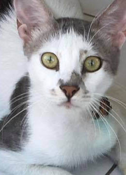 4 Paws Pet Transport Southampton UK image