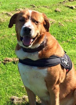 4 Paws Pet Transport Southampton UK image