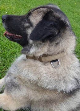 4 Paws Pet Transport Southampton UK image