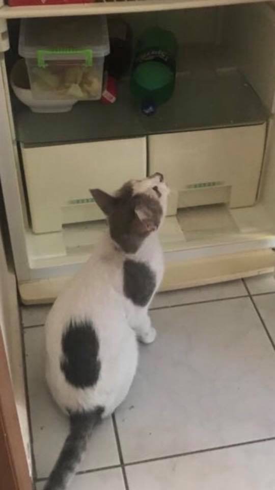 4 Paws Pet Transport Southampton UK image