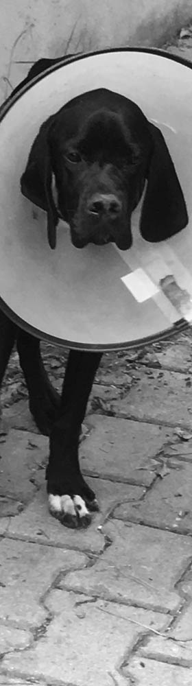 4 Paws Pet Transport Southampton UK image